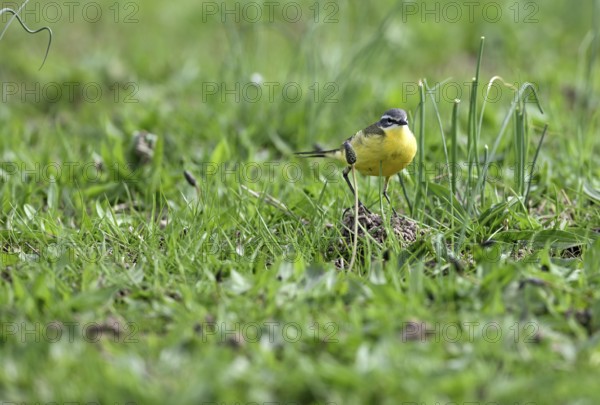 Yellow wagtail (Motacilla flava), in a meadow, Lower Rhine, North Rhine-Westphalia, Germany