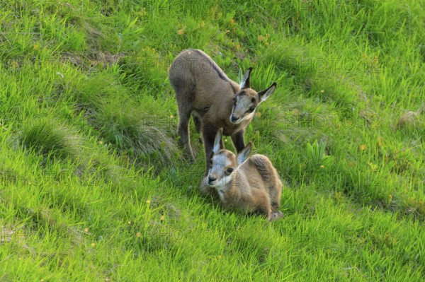 Two fawns standing on a green meadow, chamois, chamois, (Rupicapra rupicaprae), wildlife, Vosges,