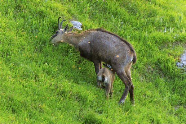 A chamois with its young in a meadow, chamois, chamois, (Rupicapra rupicaprae), wildlife, Vosges,