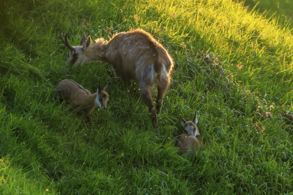 Chamois with two fawns on a steep meadow in the light of the setting sun, chamois, chamois,