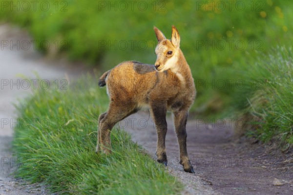 A young fawn on a path between lush, green meadows in spring, chamois, chamois, (Rupicapra