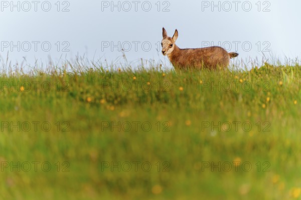 A young fawn on a lush green meadow in spring, chamois, chamois, (Rupicapra rupicaprae), wildlife,