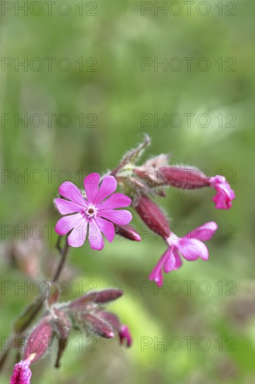 Red campion (Silene dioica), close-up of a flower in a meadow, Wilnsdorf, North Rhine-Westphalia,