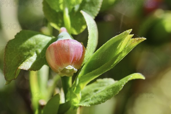 Blossom of the European blueberry, blueberry, wild blueberry (Vaccinium myrtillus), close-up,