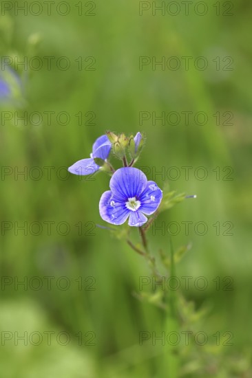 Flower of Gamander speedwell (Veronica chamaedrys), in a deciduous forest, blue blossom, spring,