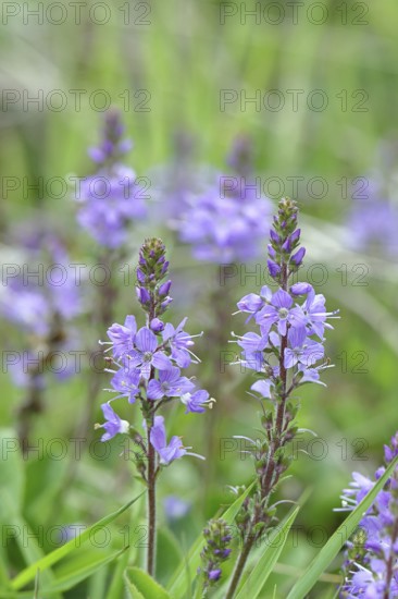 Veronica officinalis (Veronica officinalis), inflorescence at the edge of a forest path, Wilnsdorf,