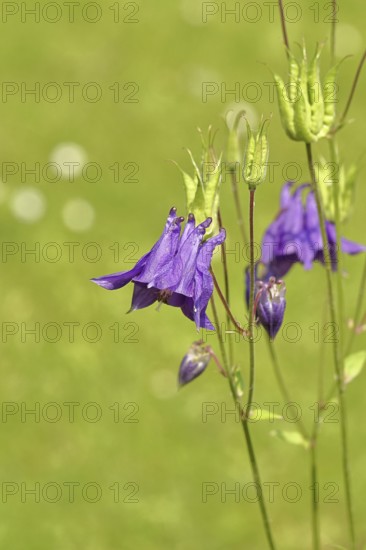 Columbine (Aquilegia vulgaris), blue flower at the edge of a forest, Wilnsdorf, North
