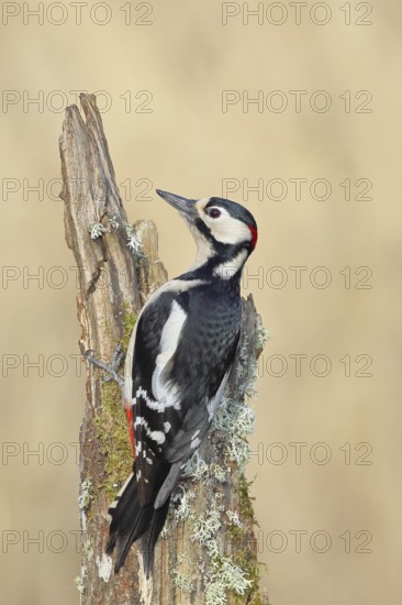 Great spotted woodpecker (Dendrocopos major), male, foraging on a tree stump overgrown with moss