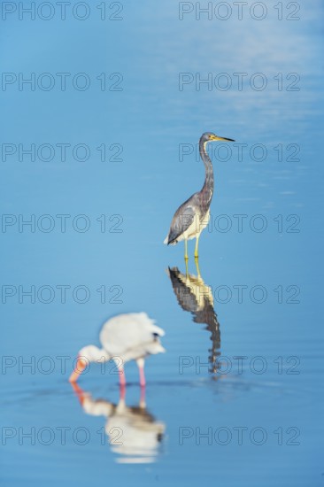 American white ibis (Eudocimus albus) and Tricolored heron (Egretta tricolor) looking for food,