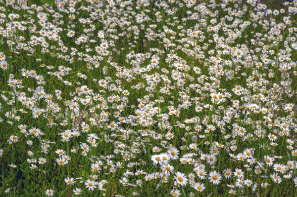 Meadow with daisies (Leucanthemum), Franconia, Bavaria, Germany