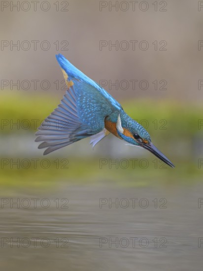 Kingfisher (Alcedo atthis), in a dive, hunting flight, shortly in front of diving into the water,