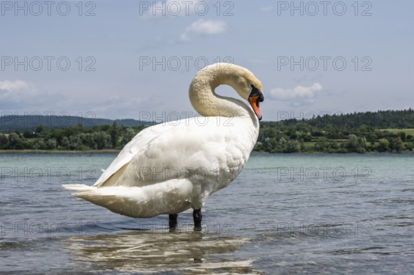 Ein Höckerschwan (Cygnus olor) am Bodenseeufer, Radolfzell am Bodensee, Landkreis Konstanz,