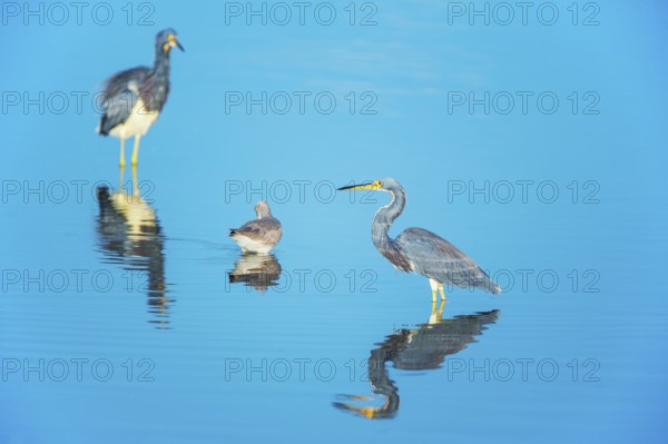Tricolored herons (Egretta tricolor) looking for food, Sanibel Island, J.N. Ding Darling National