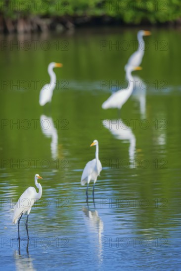 Great white egrets (Ardea alba) looking for food in a pond, Sanibel Island, J.N. Ding Darling