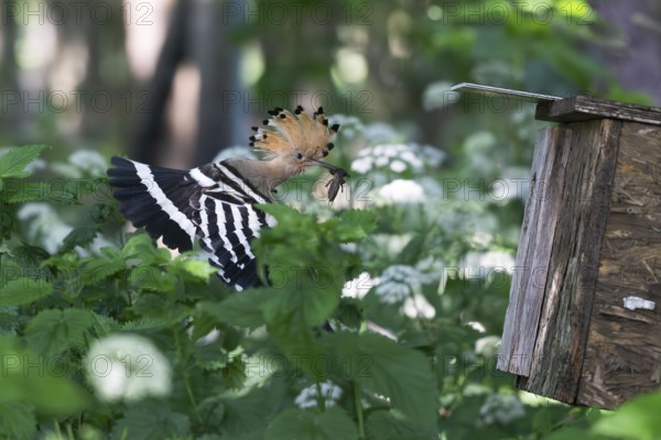 Hoopoe (Upupa epops) flies to the nesting box with captured mole cricket, Upper Spreewald,
