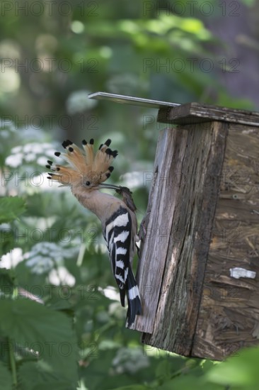 Hoopoe (Upupa epops) with captured mole cricket at the nesting box, Upper Spreewald, Brandenburg,