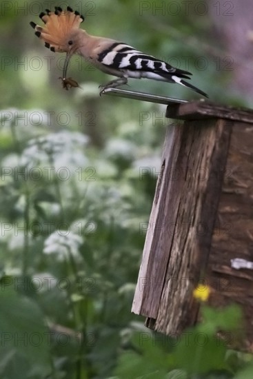 Hoopoe (Upupa epops) with food for the young birds on the nesting box with mole cricket as prey,