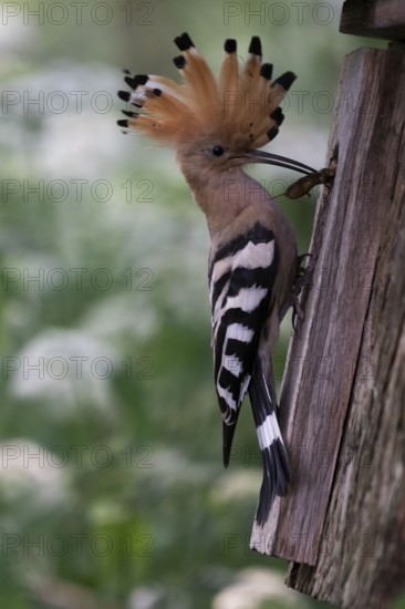 Hoopoe (Upupa epops) with food for the young birds at the nesting box with mole cricket as prey,