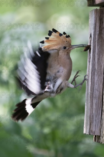 Hoopoe (Upupa epops) flies to the nesting box with food for the young birds, with mole cricket as