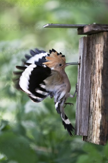 Hoopoe (Upupa epops) flies to the nesting box with food for the young birds, Upper Spreewald,