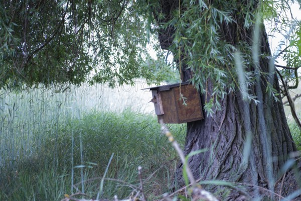 Hoopoe (Upupa epops) young bird looking out of the nesting box on the trunk of the weeping willow