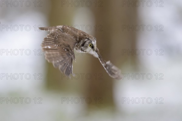 Great horned owl (Aegolius funereus), in flight in a snowy landscape, biosphere reserve, Swabian