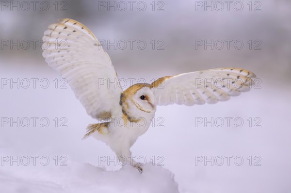 Barn owl (Tyto alba), landing on a small mound of snow in a winter landscape, biosphere reserve,