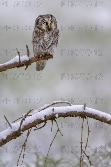 Great horned owl (Aegolius funereus), sitting on a snow-covered spruce branch, biosphere reserve,