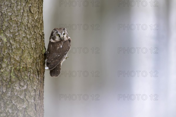 Great horned owl (Aegolius funereus), sitting close to a spruce trunk in a winter landscape,
