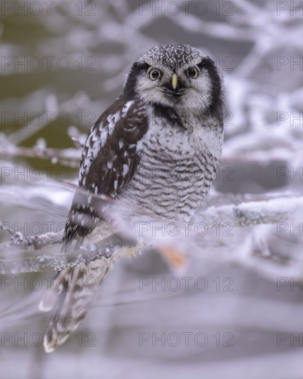 Barred owl (Surnia ulula), sitting on a beech branch covered with hoarfrost, winter visitor,