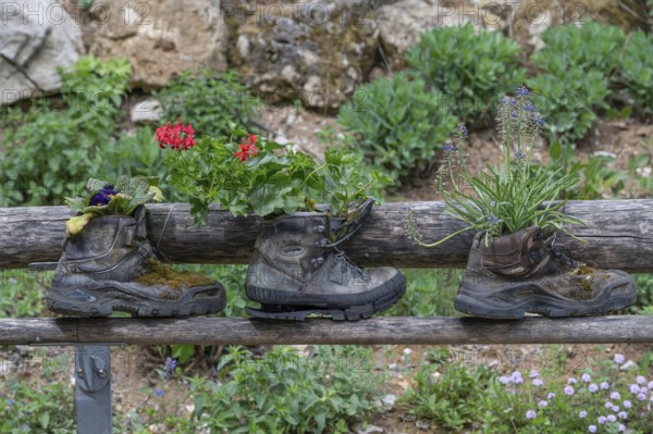 Flowers in worn mountain boots, Bavaria, Germany