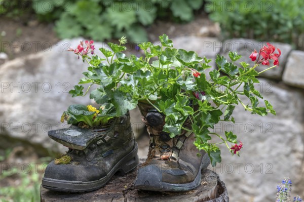 Flowers in worn mountain boots, Bavaria, Germany