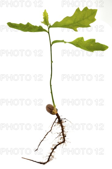 Sapling of an oak (Quercus), on a white background, Bavaria, Germany