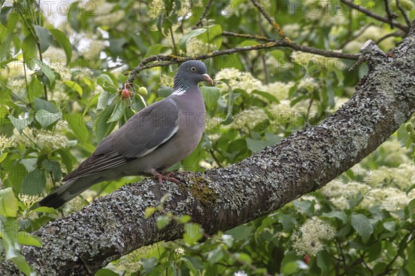 Wood pigeon on a branch in a cherry tree (Columba palumbus), Bavaria, Germany