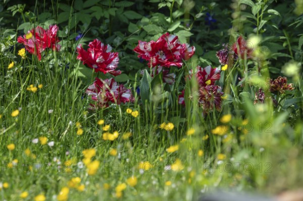 Flowering parrot tulips (Tulipa ×gesneriana Parrot Group) in the garden, Bavaria, Germany