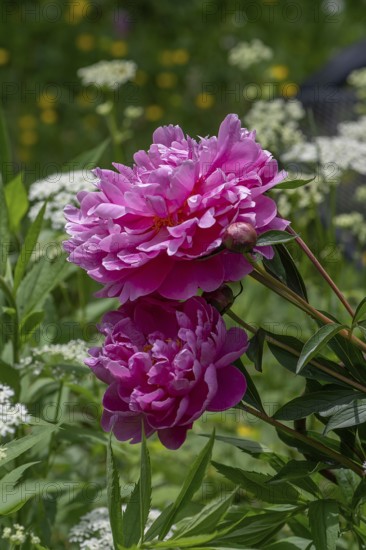 Red peony blossoms (Paeonia) in the garden, Bavaria, Germany