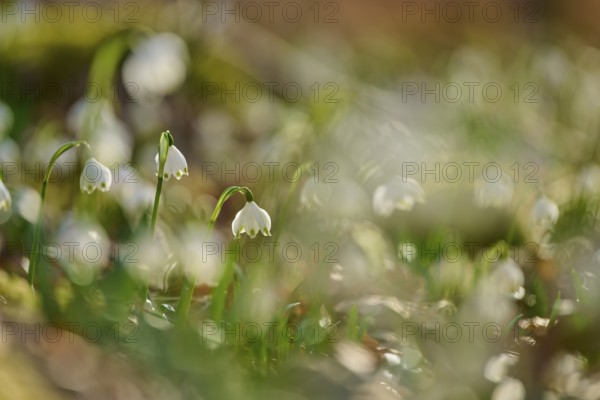 Blurred close-up of spring knotweed or marchflower (Leucojum vernum), with soft colours, Sodenberg,