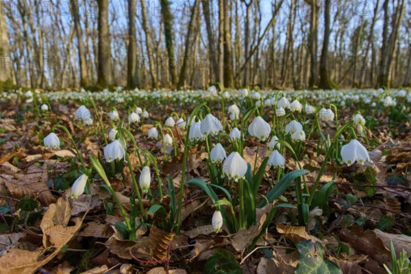 Spring knotflowers, or spring snowflakes (Leucojum vernum), sprout from the leaves on the forest