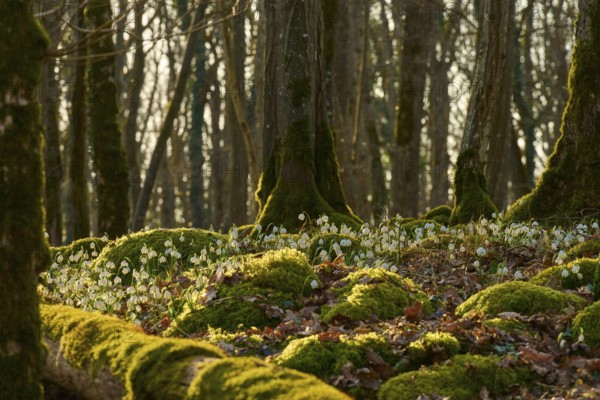 Peaceful forest floor with moss and spring knotweed or spring snowflake (Leucojum vernum), in the