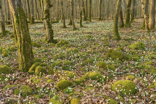 Spring knotweed or marsh fritillary (Leucojum vernum), competing with moss mounds under bare trees,