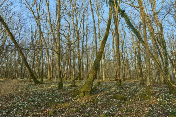 A dense forest full of spring knotweed or marigold (Leucojum vernum), under a blue sky, Sodenberg,