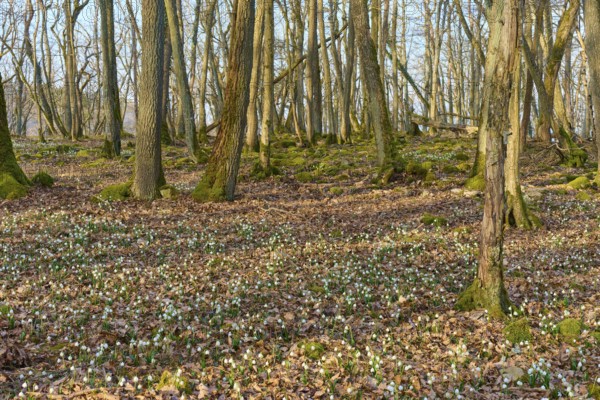 An expansive forest with strips of spring knotweed (Leucojum vernum) and a tranquil atmosphere,