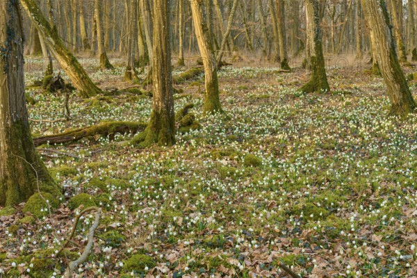 Dense forest in spring, lined with spring knotweed (Leucojum vernum) and moss, Sodenberg,