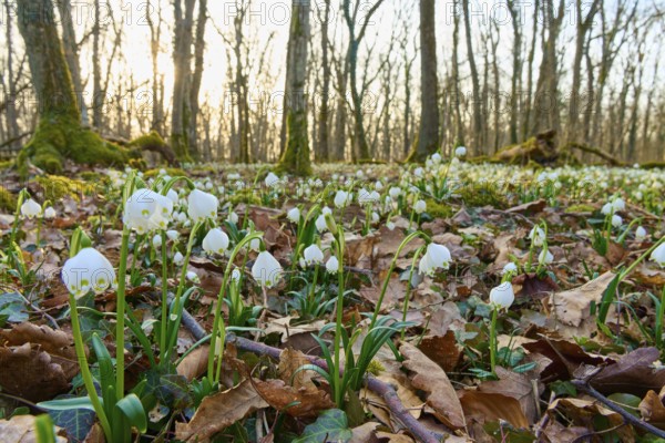 Spring knot blossom or marsh fritillary (Leucojum vernum), sprouting between autumn leaves in the