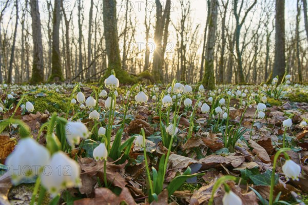 Close-up of spring knotweed (Leucojum vernum), in the forest at sunrise, Sodenberg, Hammelburg,