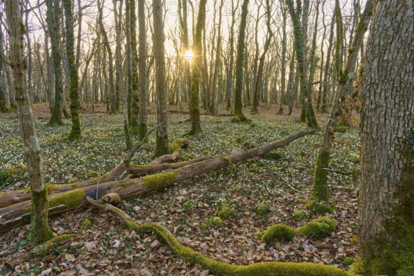 Sunrise in the forest with moss-covered ground and autumn leaves, quiet atmosphere, Sodenberg,