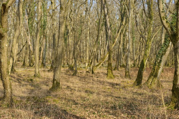 Dense forest with a variety of light effects and a calming atmosphere, Sodenberg, Hammelburg, Rhön,