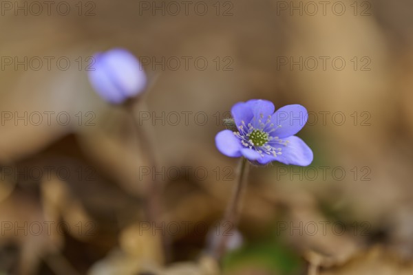 Close-up of liverwort (Hepatica nobilis), with blurred background. Early spring, Sodenberg,