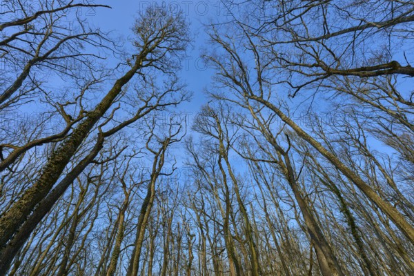 Tall bare trees rise up against the deep blue spring sky, Sodenberg, Hammelburg, Rhön, Bavaria,
