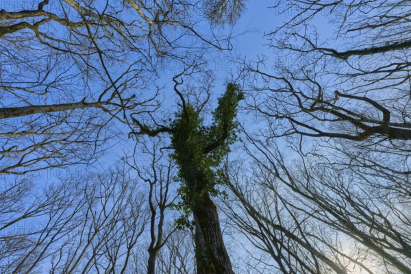 A natural view upwards through a network of branches into the blue sky, Sodenberg, Hammelburg,